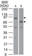 cIAP1 Antibody in Western Blot (WB)