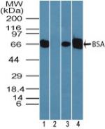 Bovine Serum Albumin Antibody in Western Blot (WB)