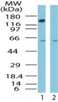 CTCF Antibody in Western Blot (WB)