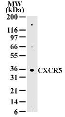 CXCR5 Antibody in Western Blot (WB)