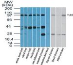TLR3 Antibody in Western Blot (WB)
