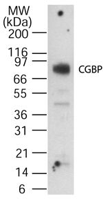 CGBP Antibody in Western Blot (WB)