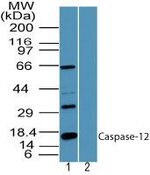 Caspase 12 Antibody in Western Blot (WB)