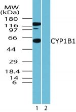 CYP1B1 Antibody in Western Blot (WB)
