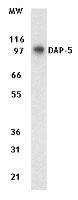 DAP5 Antibody in Western Blot (WB)