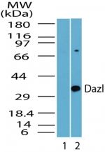 DAZL Antibody in Western Blot (WB)