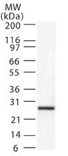 DIABLO Antibody in Western Blot (WB)