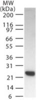 DIABLO Antibody in Western Blot (WB)