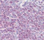 DLL1 Antibody in Immunohistochemistry (Paraffin) (IHC (P))