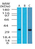 DRAM Antibody in Western Blot (WB)