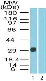 DUSP13 Isoform 3 Antibody in Western Blot (WB)