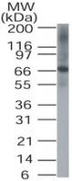 DUSP8 Antibody in Western Blot (WB)