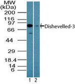 DVL3 Antibody in Western Blot (WB)