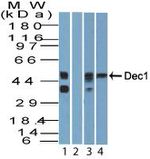 DEC1 Antibody in Western Blot (WB)