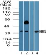 EBI3 Antibody in Western Blot (WB)