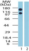 CRM1 Antibody in Western Blot (WB)