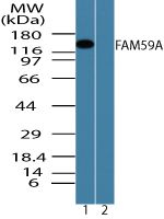 FAM59A Antibody in Western Blot (WB)