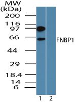 FNBP1 Antibody in Western Blot (WB)