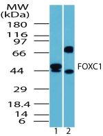 FOXC1 Antibody in Western Blot (WB)
