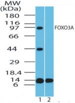 FOXO3A Antibody in Western Blot (WB)