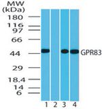 GPR83 Antibody in Western Blot (WB)