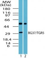 TGR5 Antibody in Western Blot (WB)