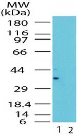 GBL Antibody in Western Blot (WB)
