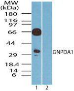 GNPDA1 Antibody in Western Blot (WB)
