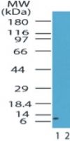 HMGA1 Antibody in Western Blot (WB)