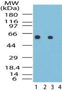 HSP60 Antibody in Western Blot (WB)