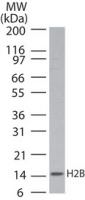 Histone H2B Antibody in Western Blot (WB)