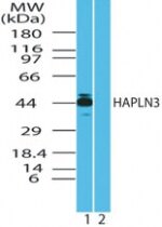 HAPLN3 Antibody in Western Blot (WB)