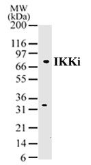 IKK epsilon Antibody in Western Blot (WB)