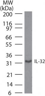IL-32 Antibody in Western Blot (WB)