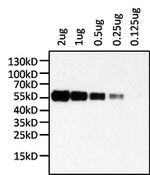 Human IgA (Heavy chain) Secondary Antibody in Western Blot (WB)