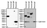 Human IgA (Heavy chain) Secondary Antibody in Western Blot (WB)