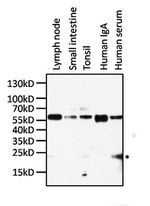 Human IgA (Heavy chain) Secondary Antibody in Western Blot (WB)