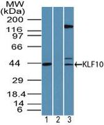 KLF10 Antibody in Western Blot (WB)
