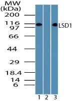 LSD1 Antibody in Western Blot (WB)
