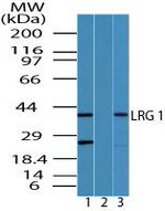 LRG1 Antibody in Western Blot (WB)
