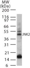 JNK2 Antibody in Western Blot (WB)
