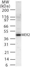 MEK2 Antibody in Western Blot (WB)