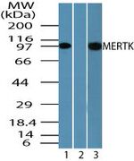 MERTK Antibody in Western Blot (WB)