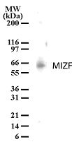 HINFP Antibody in Western Blot (WB)
