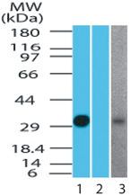 MYADM Antibody in Western Blot (WB)