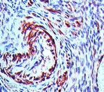 NALP7 Antibody in Immunohistochemistry (Paraffin) (IHC (P))