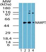 NAMPT Antibody in Western Blot (WB)