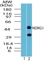 NDRG1 Antibody in Western Blot (WB)