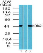 NDRG1 Antibody in Western Blot (WB)