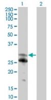 NFAM1 Antibody in Western Blot (WB)